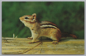 Canadian Wildlife Series, The Chipmunk, Vintage Post Card.