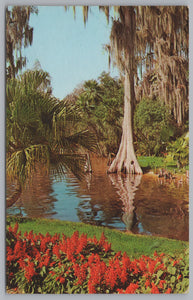 Americas Tropical Wonderland, Florida, Vintage Post Card.