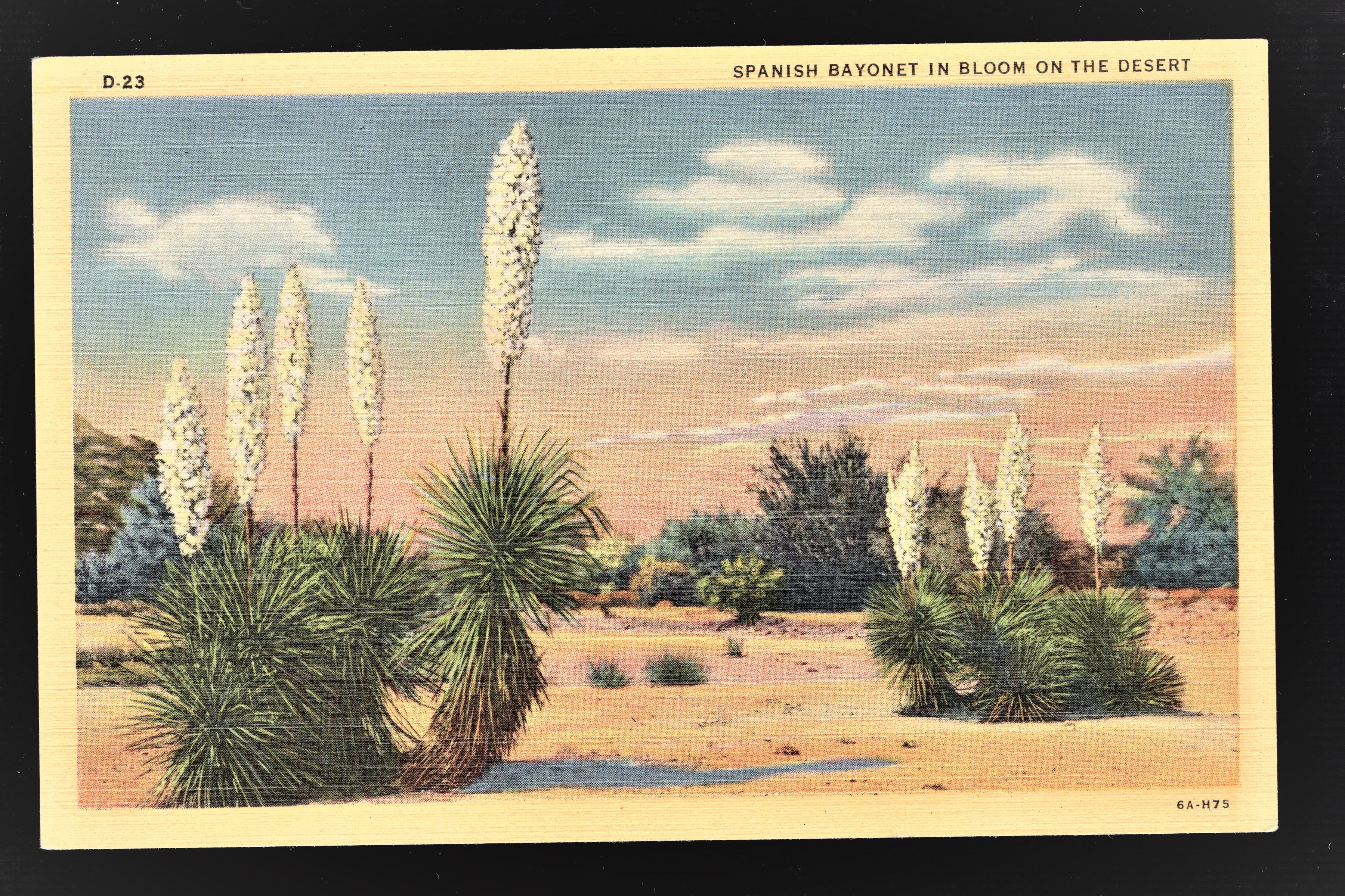 The Spanish Bayonet in Bloom, Desert Landscape Vintage Post Card