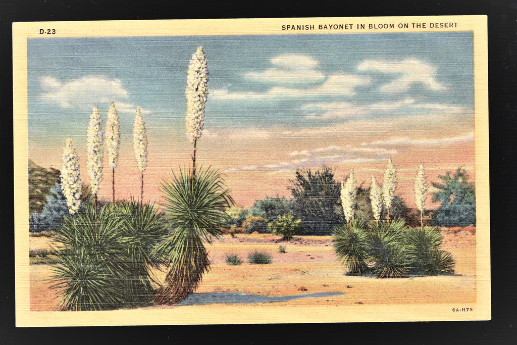 The Spanish Bayonet in Bloom, Desert Landscape Vintage Post Card