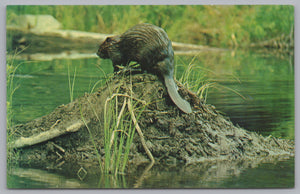 The Beaver Working On A Dam, Canadian Wildlife, Vintage Post Card.