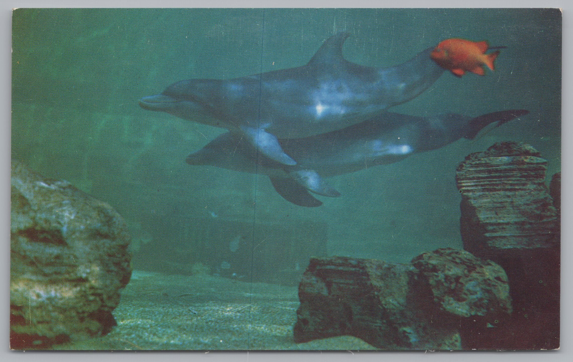 Marineland Of The Pacific, Trained Bottle-Nose Dolphins, Vintage Post Card