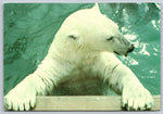 Binky, The Polar Bear, Anchorage Alaska Zoo Vintage Post Card