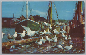 Seagulls Feasting On Fish Scraps At Gloucester, Massachusetts, USA, Vintage Post Card
