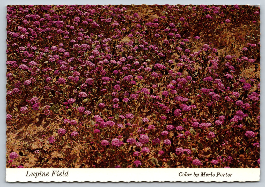 Lupine Field, North And South America, Vintage Post Card
