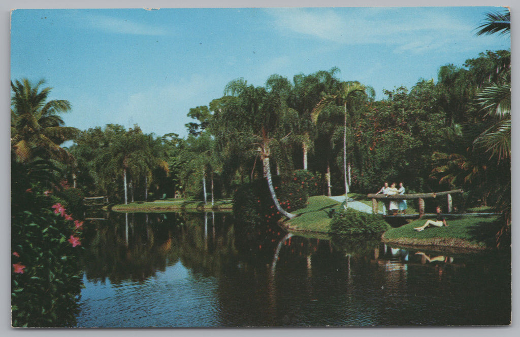 Scene In The Tropical Sarasota Jungle Gardens, Florida, Vtg PC