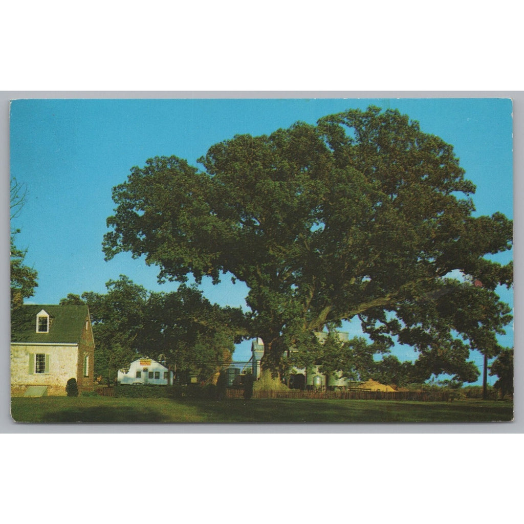 The Wye Oak Schoolhouse, Wye Mills, Maryland, USA, Vintage Post Card